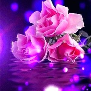 Meet your Posher, LadyBella